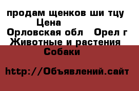 продам щенков ши-тцу › Цена ­ 30 000 - Орловская обл., Орел г. Животные и растения » Собаки   